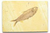 Detailed Fossil Fish (Knightia) - Wyoming #372337-1